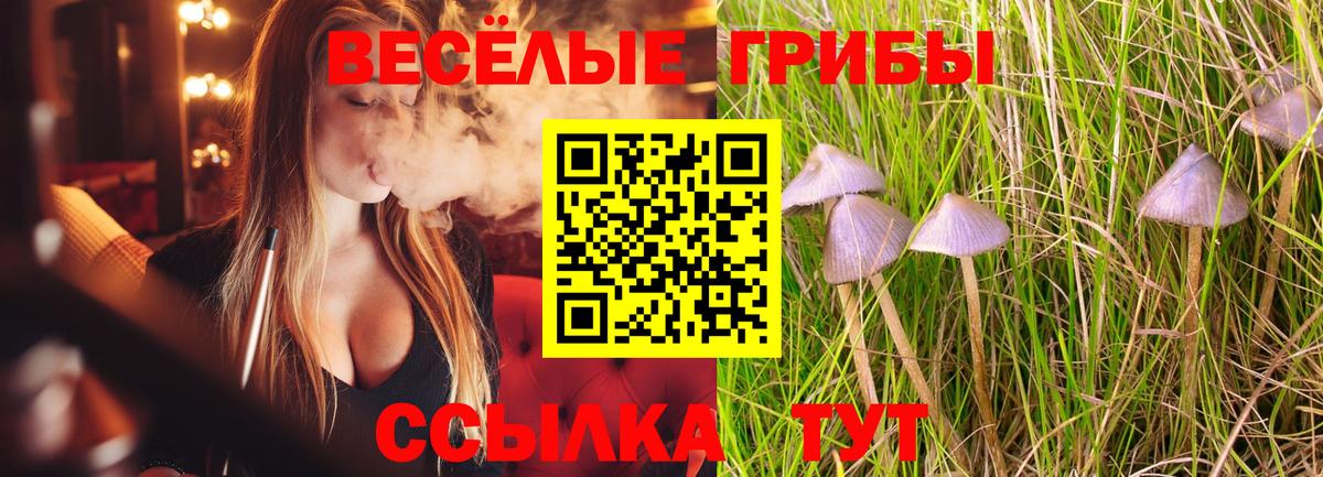 Галлюциногенные грибы Psilocybe Стерлитамак